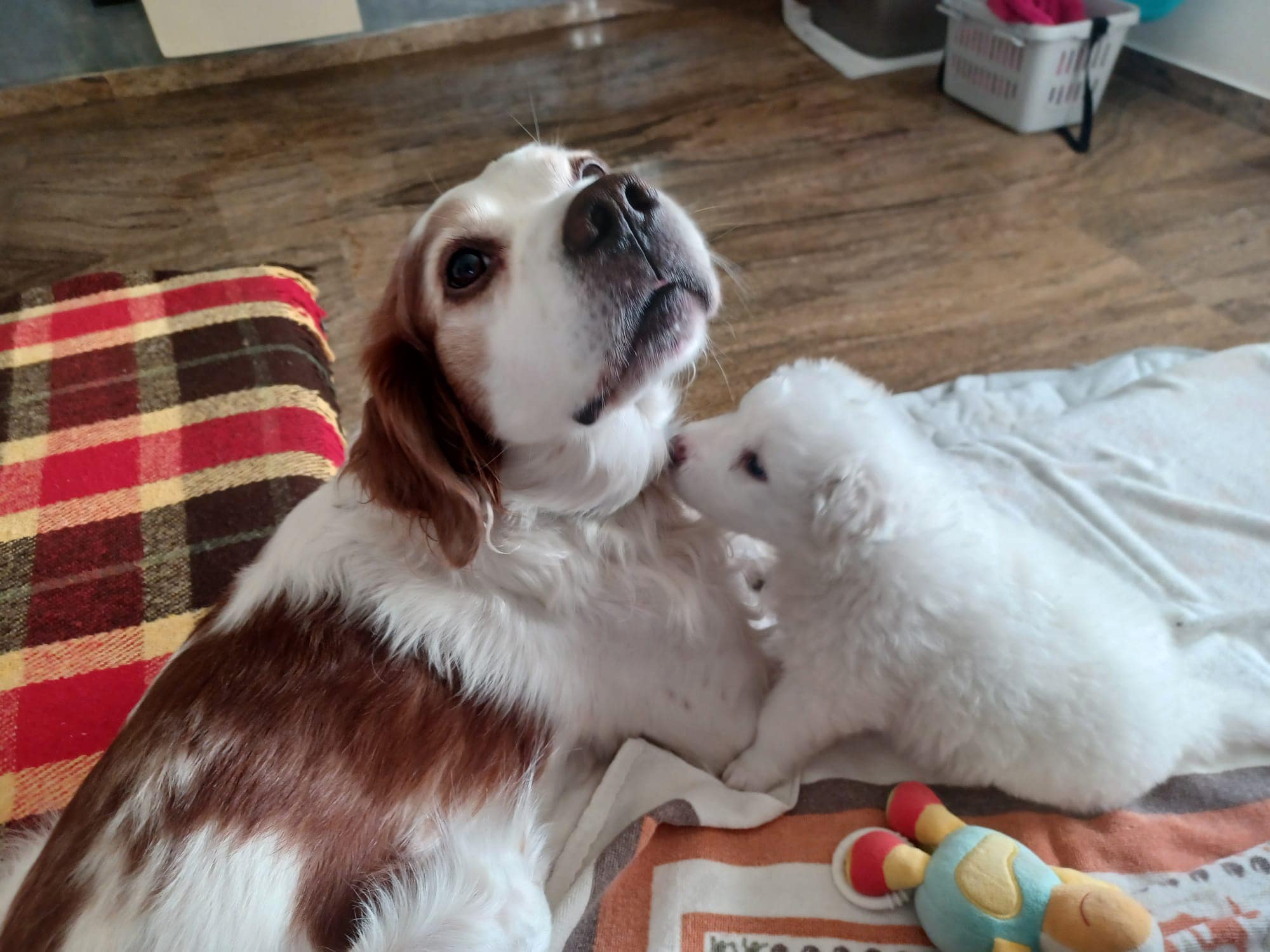 Cucciolo di cane